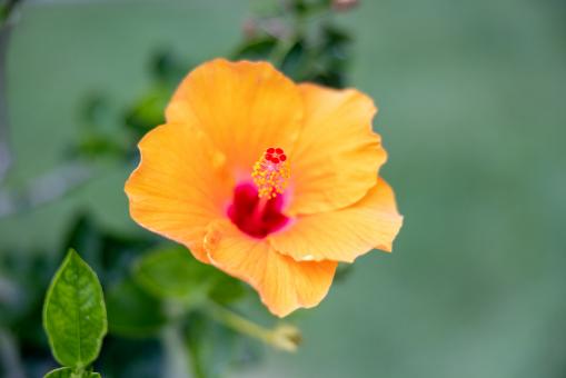 Free Stock Photo of Wildflower