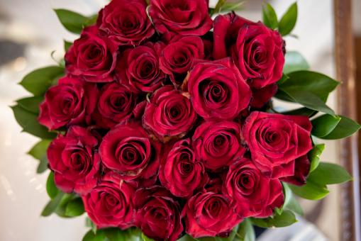 Free Stock Photo of Roses