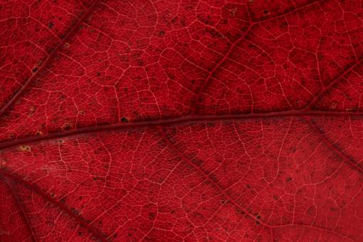 Free Stock Photo of Red leaf macro