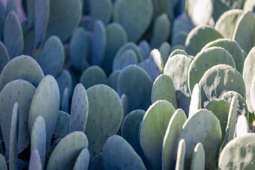 Free Stock Photo of Succulents