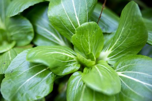 Free Stock Photo of Garden lettuce