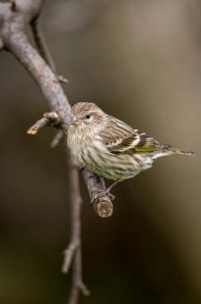 Free Stock Photo of Perched bird