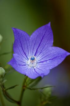 Free Stock Photo of Purple flower