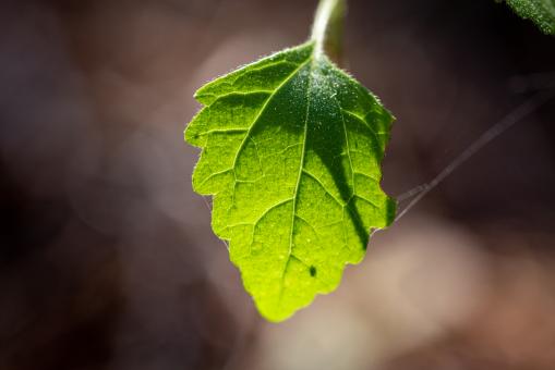 Free Stock Photo of Green leaf