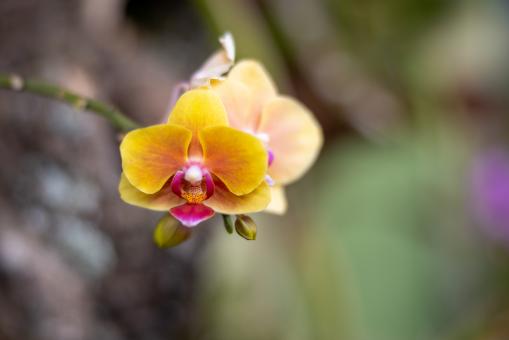 Free Stock Photo of Orchid