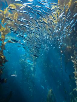 Free Stock Photo of Tropical fish