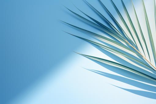Free Stock Photo of Blurred Palm Leaf Shadow on Light Blue Wall: Minimal Abstract
