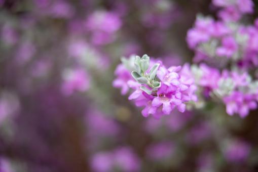 Free Stock Photo of Purple flowers