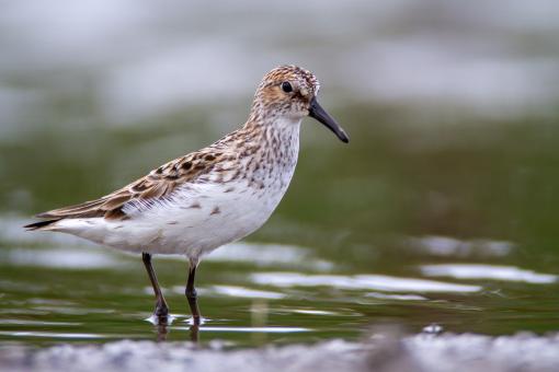 Free Stock Photo of Water bird