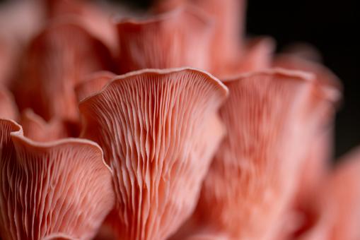 Free Stock Photo of Oyster mushrooms