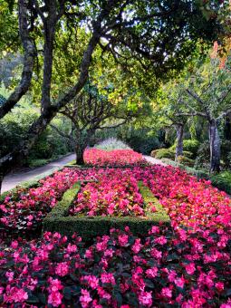 Free Stock Photo of Flower garden
