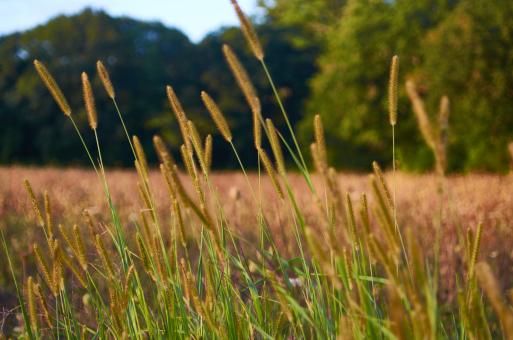 Free Stock Photo of Tall grass