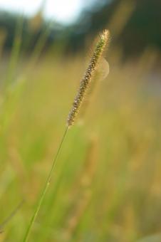 Free Stock Photo of Tall grass
