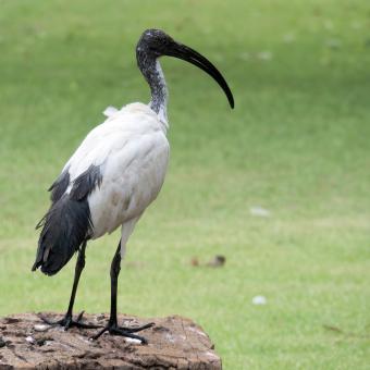 Free Stock Photo of Egyptian Ibis