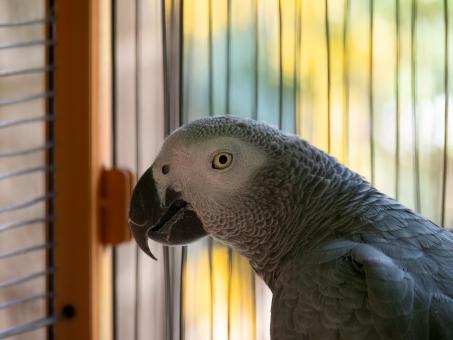 Free Stock Photo of Grey Parrot