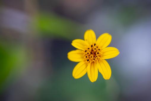 Free Stock Photo of Wild yellow flower
