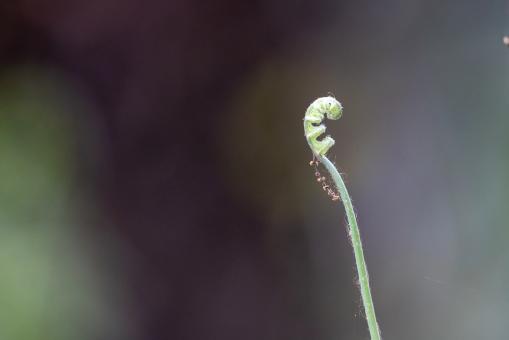 Free Stock Photo of Spring fern