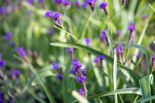 Free Stock Photo of Purple wild flowers