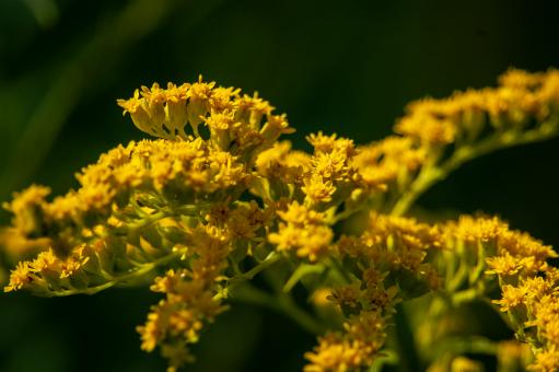 Free Stock Photo of Yellow flowers