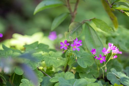 Free Stock Photo of Purple wildflowers
