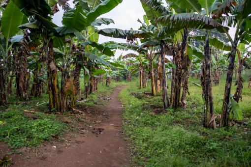 Free Stock Photo of Rural path