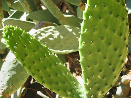 Free Stock Photo of Cactus plant