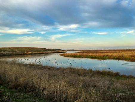 Free Stock Photo of Wetlands landscape