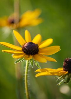 Free Stock Photo of Spring daisy