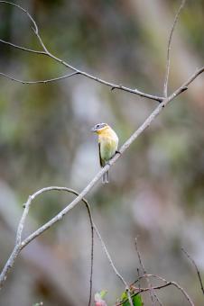 Free Stock Photo of Perched bird