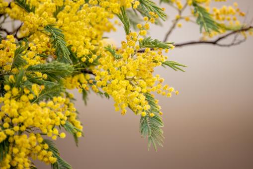 Free Stock Photo of Yellow flowers