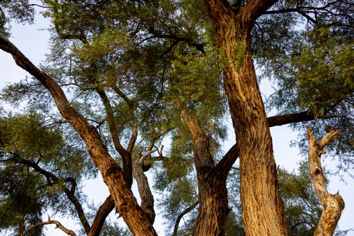 Free Stock Photo of Lush trees