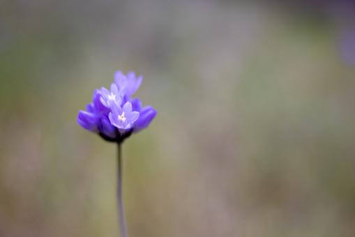 Free Stock Photo of Purple flower