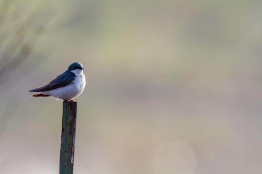 Free Stock Photo of Perched bird
