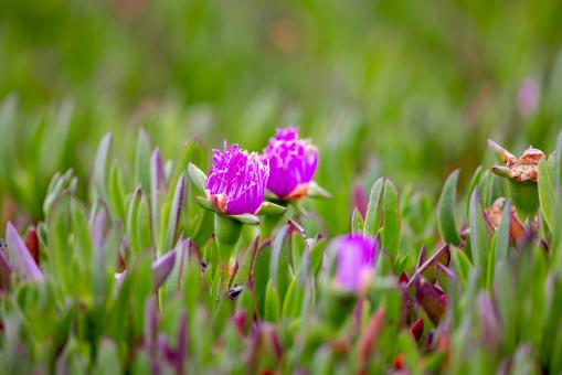 Free Stock Photo of Pink flowers