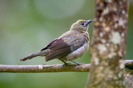 Free Stock Photo of Perched bird