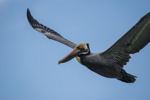 Free Stock Photo of Pelican bird