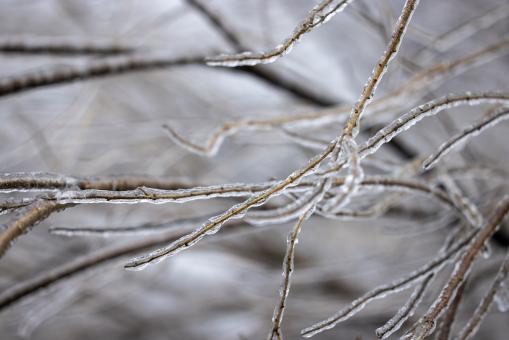 Free Stock Photo of Frozen branches