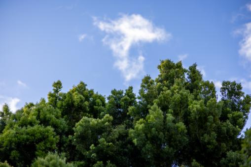 Free Stock Photo of Forest sky