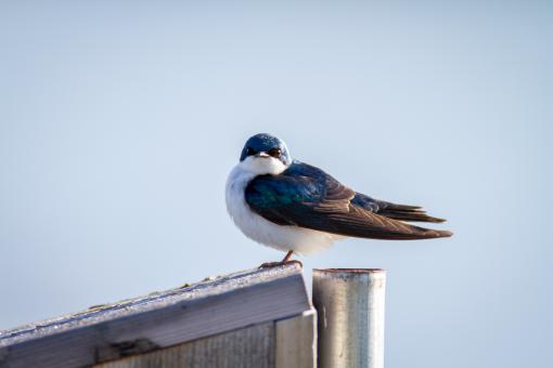 Free Stock Photo of Perched bird
