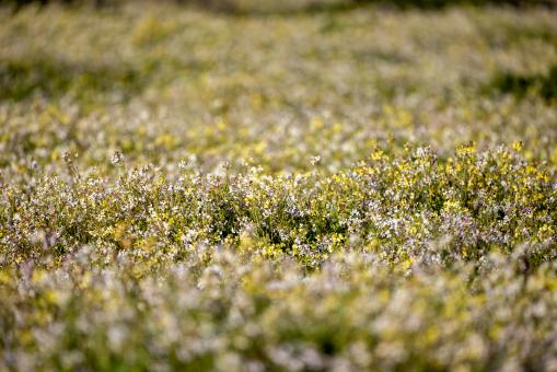Free Stock Photo of Wildflower field