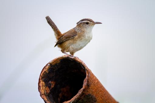 Free Stock Photo of Perched bird