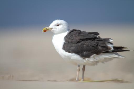 Free Stock Photo of Seagull