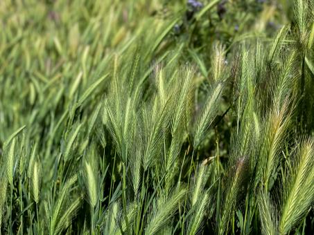 Free Stock Photo of Tall grass background