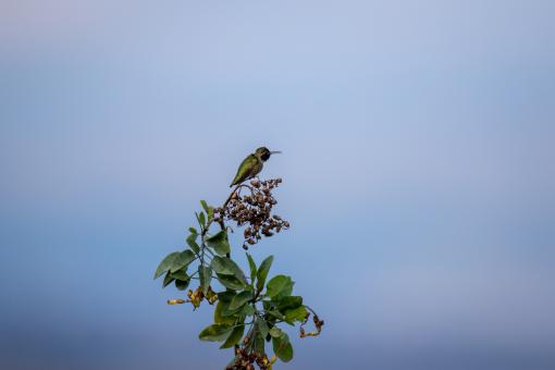 Free Stock Photo of Perched bird