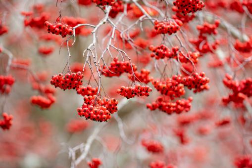 Free Stock Photo of Red berries nature