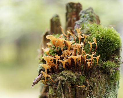 Free Stock Photo of Mushrooms