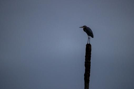 Free Stock Photo of Bird silhouette