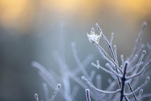 Free Stock Photo of Frozen branches