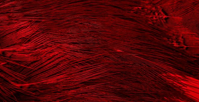 Free Stock Photo of red feathers with an interesting pattern. background