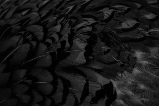 Free Stock Photo of black feathers with an interesting pattern. background